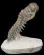 Flying Crotalocephalina Trilobite - Huge Specimen #39115-2